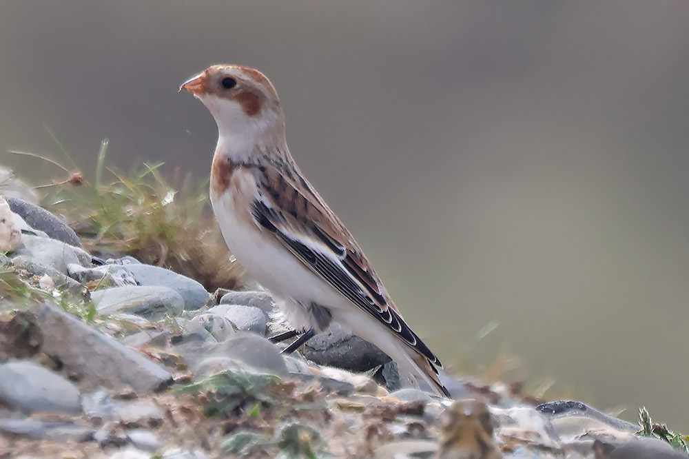 Snow bunting